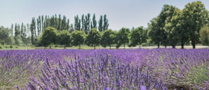 Provence Drome Grignan lavender field and trees horizontal - Campsites in Grignan