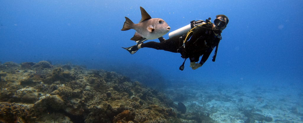 Scuba diver in deep blue water swimming with a giant fish above coral