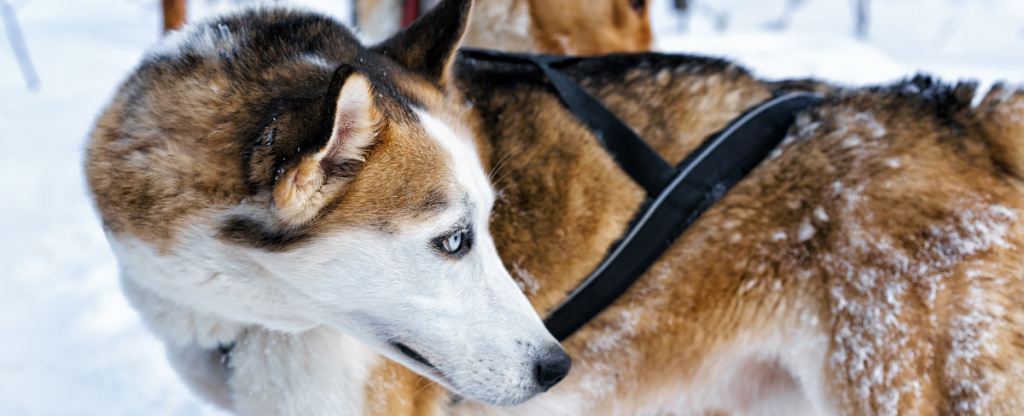 Cani-rando - Blue-eyed sleigh dog standing in the snow