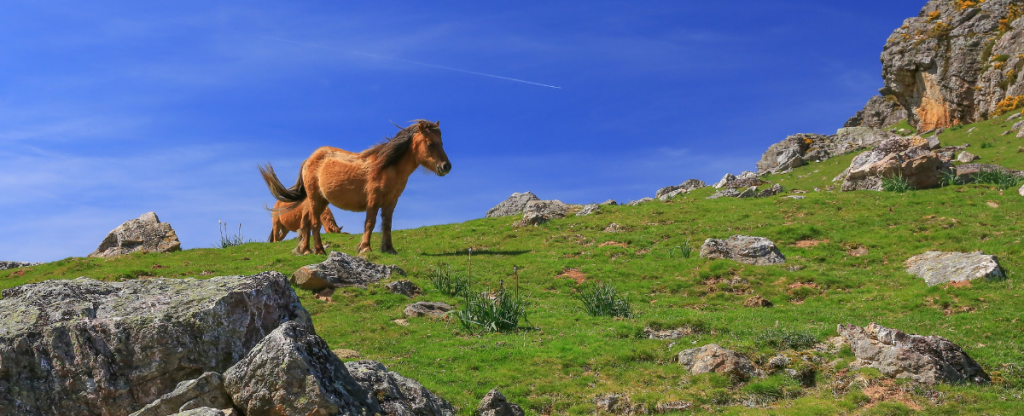 Mountain Pottocks in the Basque country. Native wild horses in the French Pays Basque.