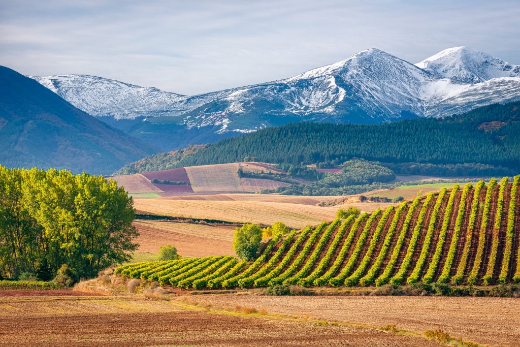 Vineyard view on a wine holiday in Spain