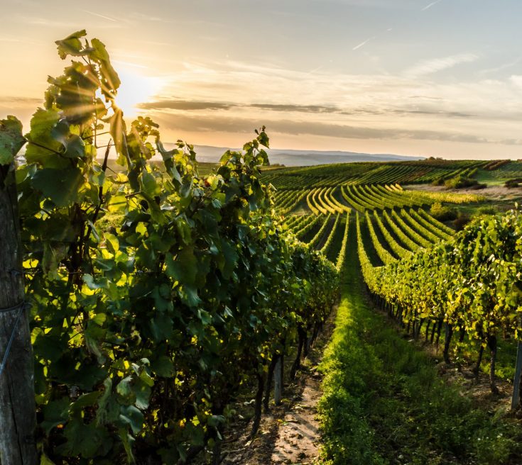 Vignoble au soleil en Allemagne