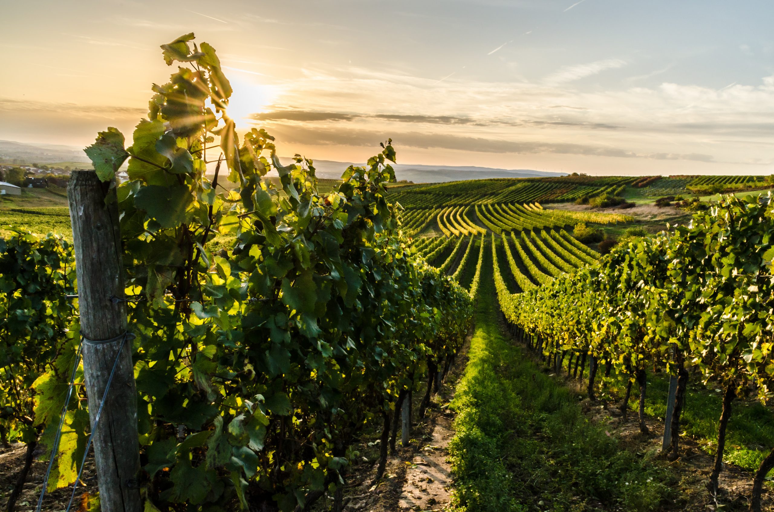 Wine tasting holidays in France and Europe: the final word information